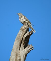 Turdus viscivorus