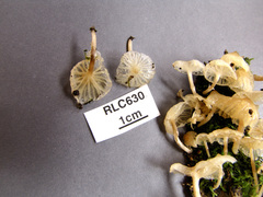 Marasmiellus volvatus