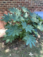 Fatsia