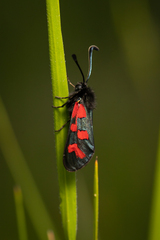 Zygaena oxytropis