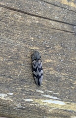 Diacanthous undulatus