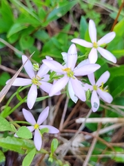 Sabatia angularis