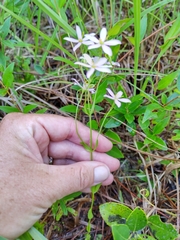 Sabatia angularis