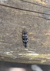 Diacanthous undulatus