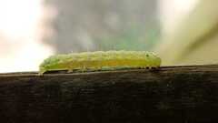 Cosmia trapezina