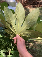 Fatsia