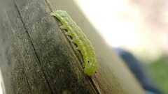 Cosmia trapezina