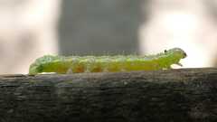Cosmia trapezina