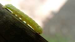 Cosmia trapezina