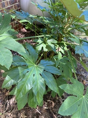 Fatsia