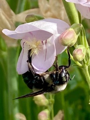 Xylocopa californica californica