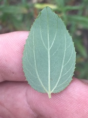 Ceanothus oliganthus