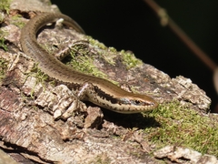 Notomabuya frenata