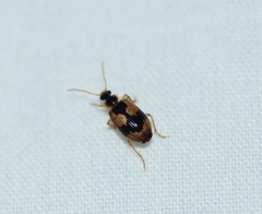 Lebia fuscata