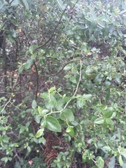Ceanothus oliganthus