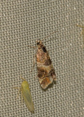 Lobesia reliquana