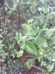 Ceanothus oliganthus