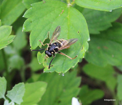 Temnostoma vespiforme