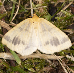 Macaria ribearia