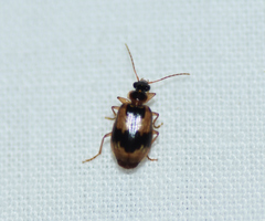 Lebia fuscata