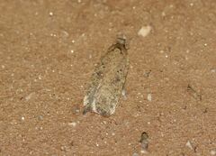 Agonopterix scopariella