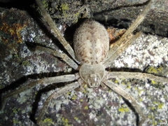 Olios sericeus
