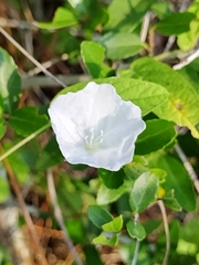 Stylisma humistrata