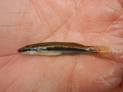 Fundulus