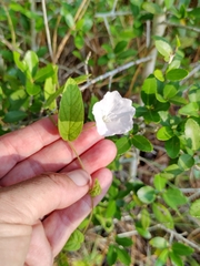 Stylisma humistrata