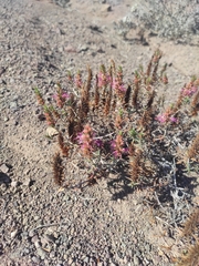 Pleurophora pungens