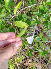 Stylisma humistrata