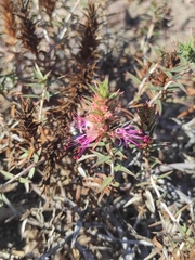 Pleurophora pungens