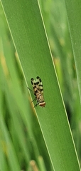 Melieria