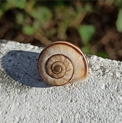 Xerolenta obvia