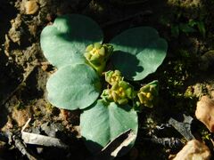 Euphorbia ecklonii