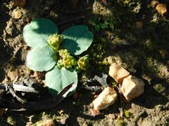 Euphorbia ecklonii