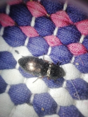 Selatosomus aeneus