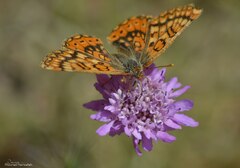 Euphydryas aurinia