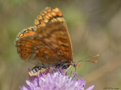 Euphydryas aurinia