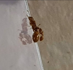 Solenopsis phoretica