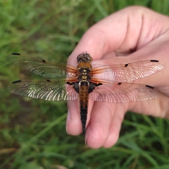 Libellula quadrimaculata