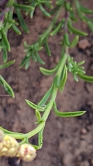 Penstemon linarioides