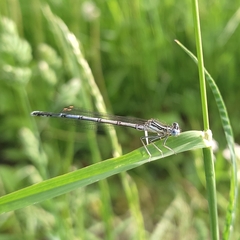 Platycnemis pennipes