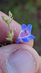Penstemon linarioides