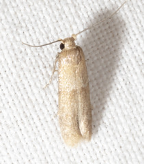 Tischeria quercitella