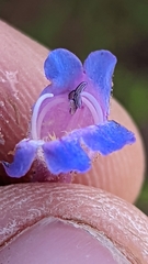 Penstemon linarioides