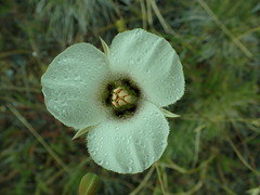 Calochortus howellii