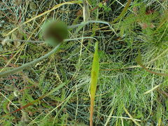 Calochortus howellii