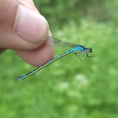 Coenagrion pulchellum