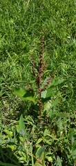 Rumex